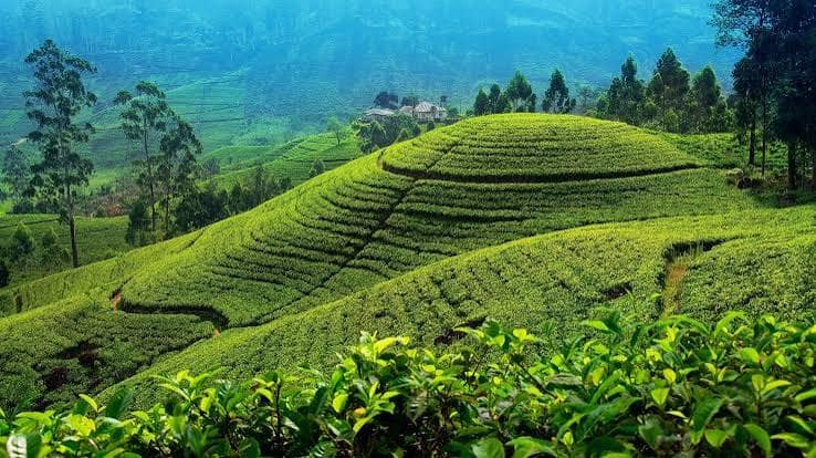 A Day in Tea Country