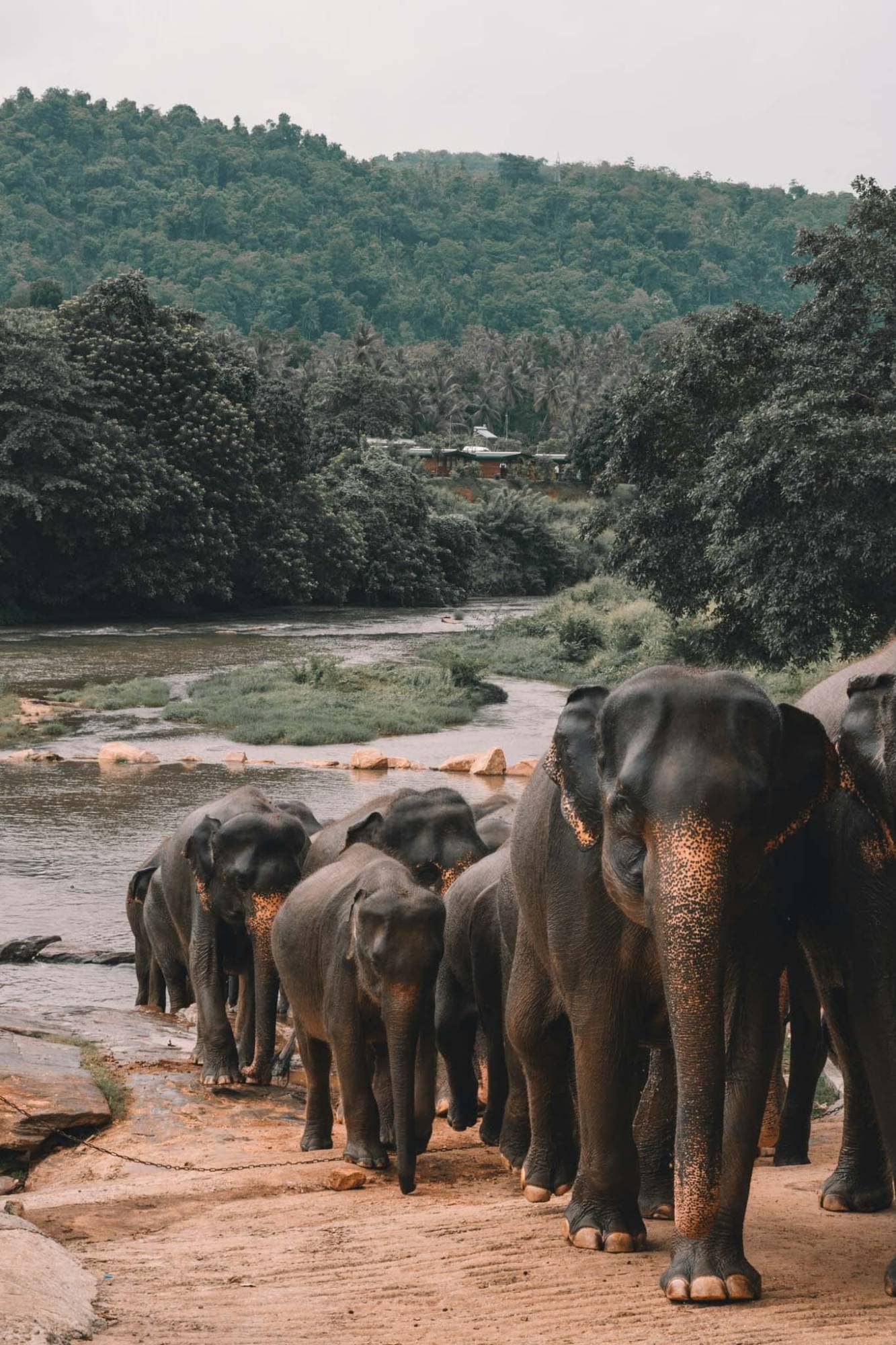 A line of elephants walking along a sandy riverbank, with forested hills behind