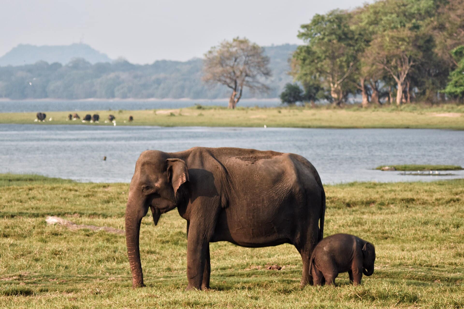 Sri Lanka Grand Experience
