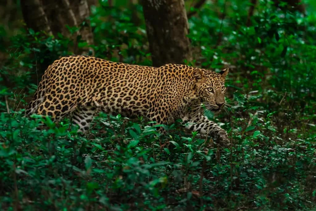 Essence of Sri Lanka